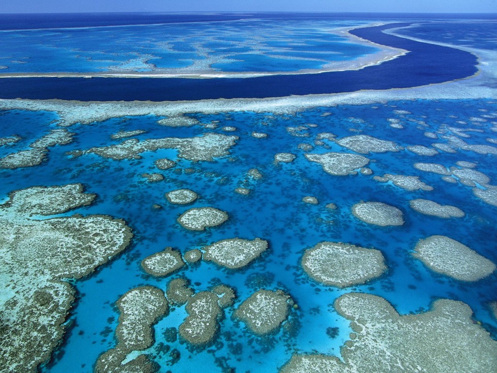 Coral Reef, Torres Strait Islands, Australia бесплатно